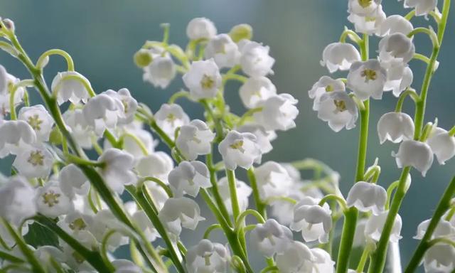 铃兰花（探寻铃兰花的花语和寓意）