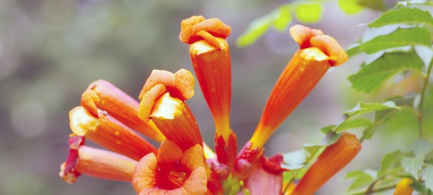 凌霄花的花语与寓意（揭开凌霄花背后的神秘面纱）