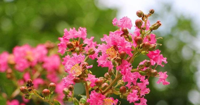 安阳市花紫薇花的象征意义（神秘而多样的紫薇花）