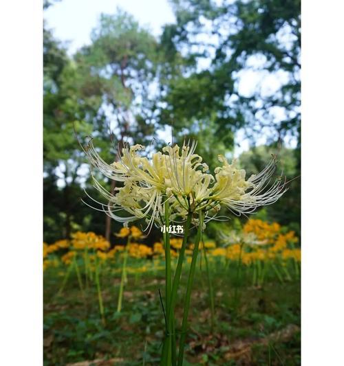 白彼岸花（花开花落）