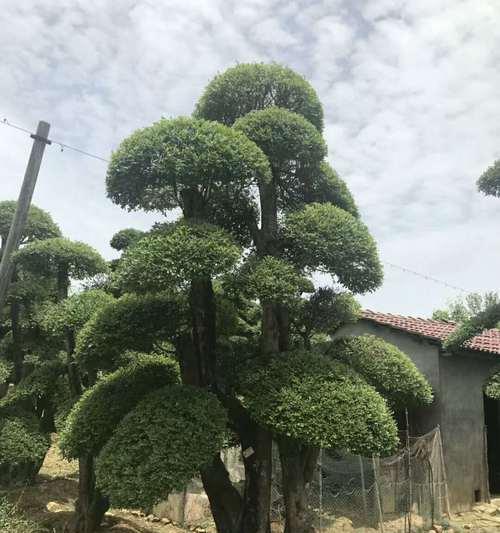 白蜡树的风水寓意与摆放位置（揭秘白蜡树的风水禁忌与吉利位置）