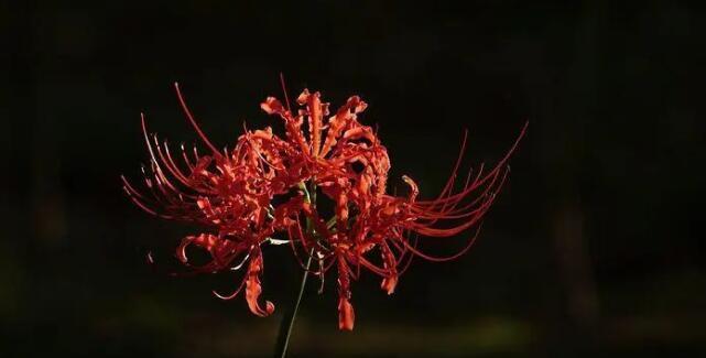 彼岸花的花语及含义——生命坚韧的象征（揭示彼岸花花语中的希望与坚强）