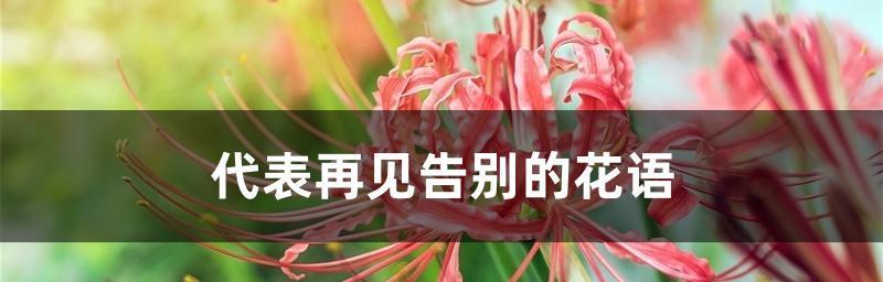 花开怀念，怀念的花语（怀念）