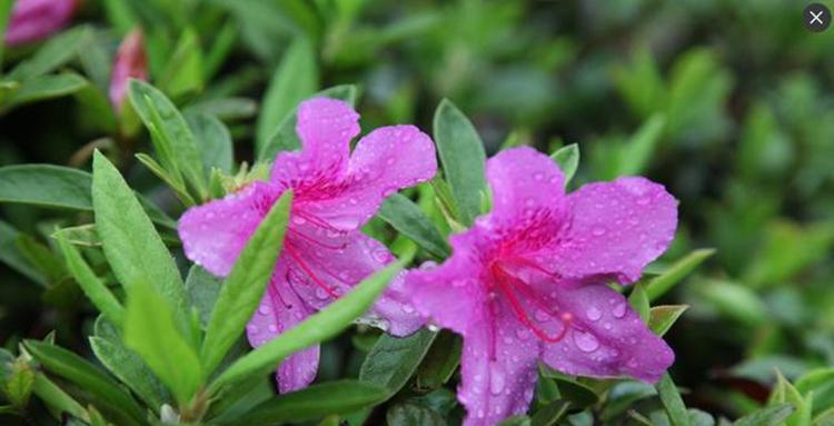 坚持不懈的花朵（让我们一起欣赏那些象征坚持的美丽花朵）