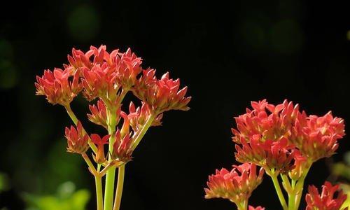 以花语传递拒绝的艺术（拒绝的花语与我们的交流方式）