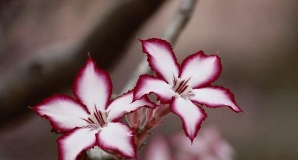 守护的花花语（守护的花有哪些？了解这些花的花语）