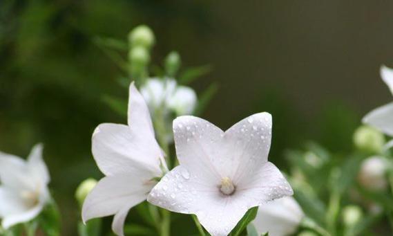 温柔的花（探索花朵语言）