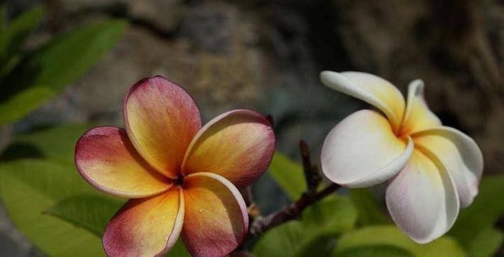 忧愁的花，沉浸在悲伤之中的花朵（悲伤、忧愁、哀怨）