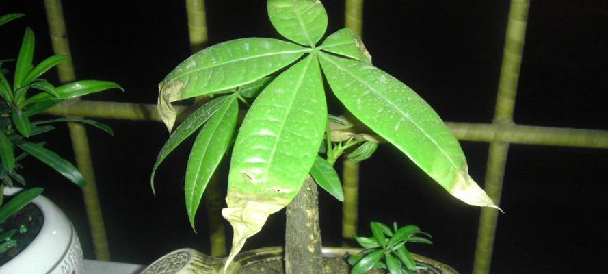 发财树种植须知（刚种下的发财树需要适量浇水）