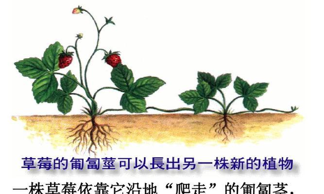 发财树分株移植全攻略（时间、方法、注意事项）