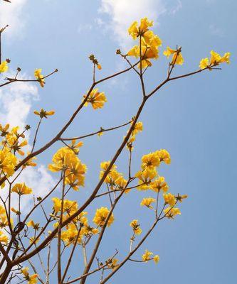 风铃花（倾听花语）