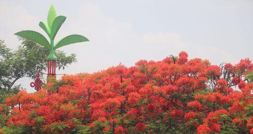 凤凰花的象征意义（凤凰花的生命力与美丽）