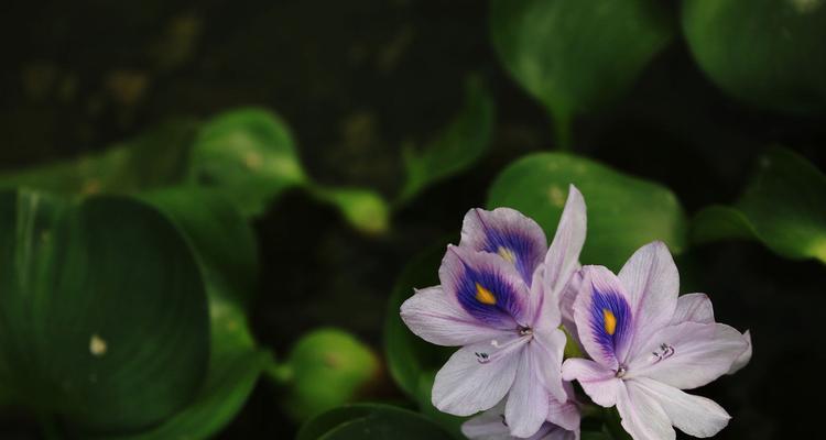 凤眼莲之花语（用凤眼莲的花语感受自然之美与情感的温暖）