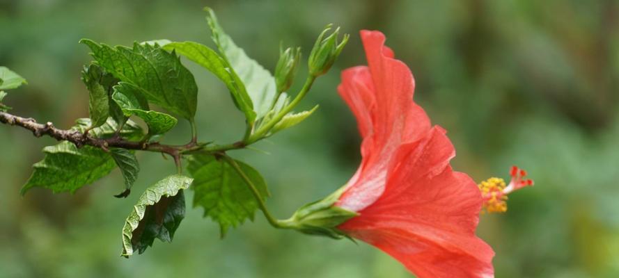 扶桑花的花语之美——守护爱与希望的象征（绽放的力量）