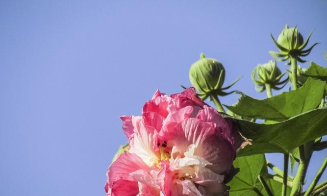 芙蓉花（芙蓉花的寓意与文化传承）