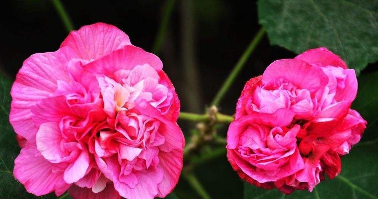 芙蓉花（芙蓉花的寓意与文化传承）