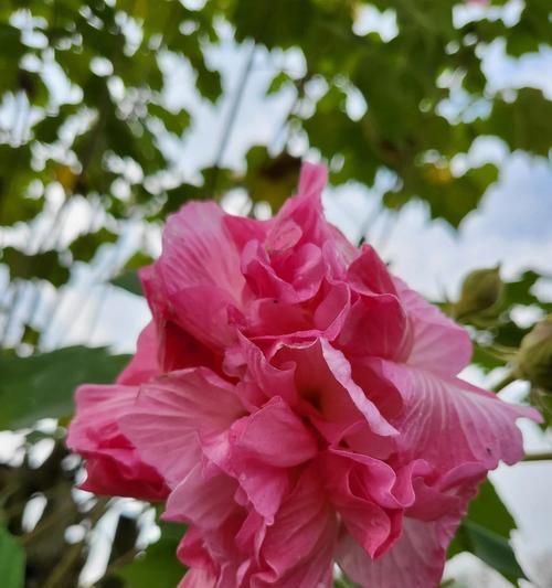 芙蓉花之美——花语的诠释（芙蓉花的花语与心灵的奇妙交流）