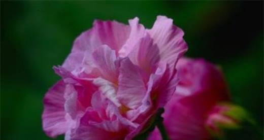 芙蓉花之美——花语的诠释（芙蓉花的花语与心灵的奇妙交流）