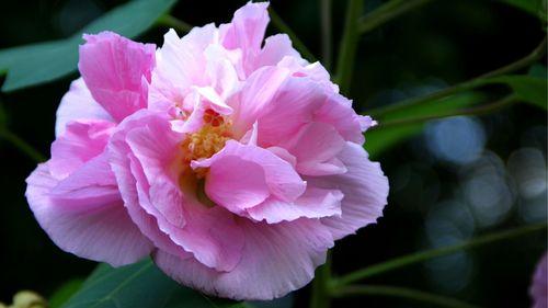 芙蓉花之美——花语的诠释（芙蓉花的花语与心灵的奇妙交流）