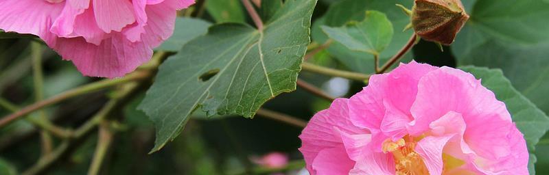 芙蓉花的花语与代表意义（探寻芙蓉花背后的美丽寓意）