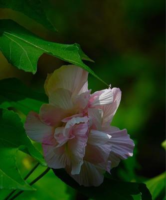 木芙蓉花语与人生的奥秘（从木芙蓉花语探寻人生哲理）