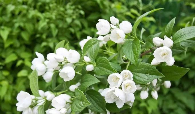 芙蓉树的花语（探索芙蓉树花语）