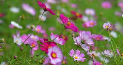 格桑花（格桑花的花语和寓意）