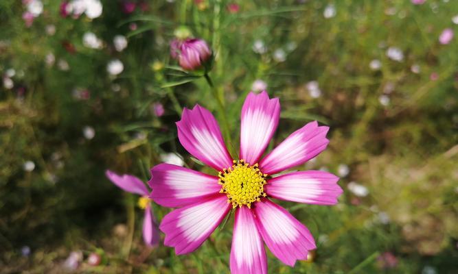 格桑花（探索格桑花花语的内涵与意义）