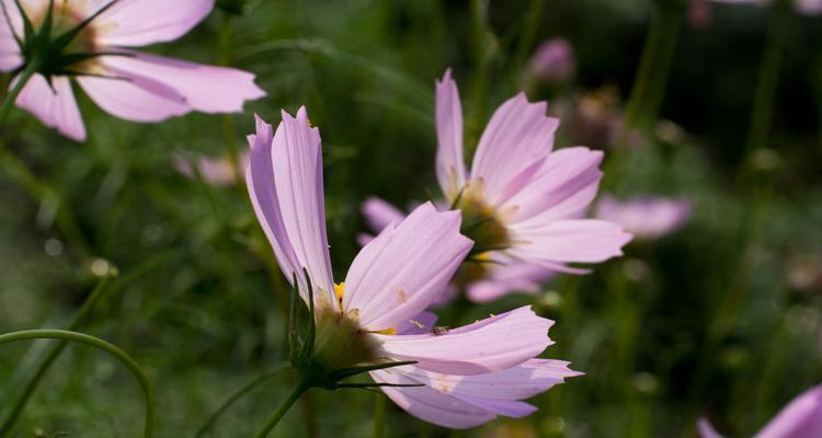 格桑花（探索格桑花花语的内涵与意义）