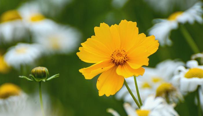 雏菊花语与情感传递（探寻花海中的情感密码）