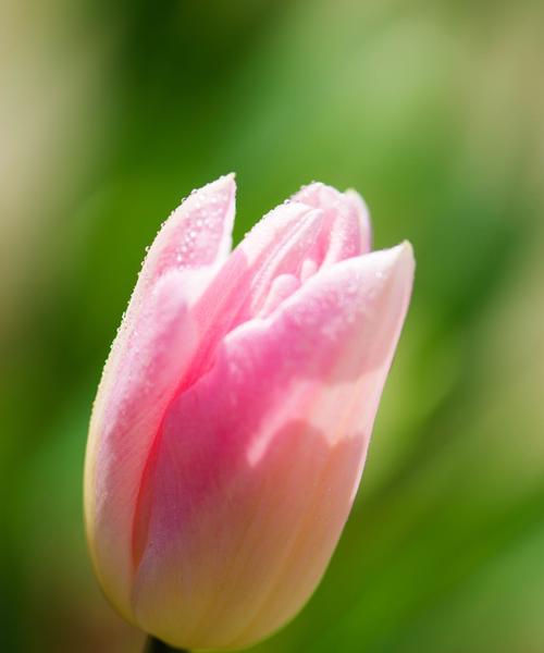 郁金香的花语（探索郁金香花语的深意与魅力）