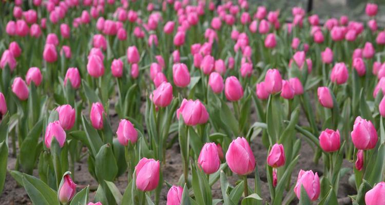 郁金香的花语（探索郁金香花语的深意与魅力）