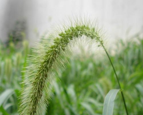 狗尾巴草的花语（一朵独特的花）