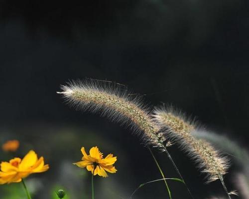 狗尾巴草的花语（一朵独特的花）