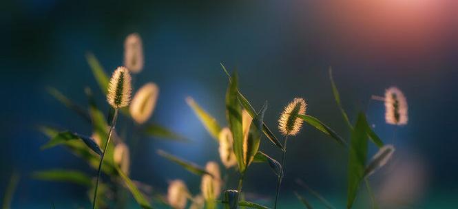 狗尾巴花的花语与意义（探索狗尾巴花的神秘花语世界）