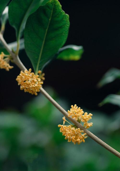 桂花的花语与寓意（以桂花为主题）