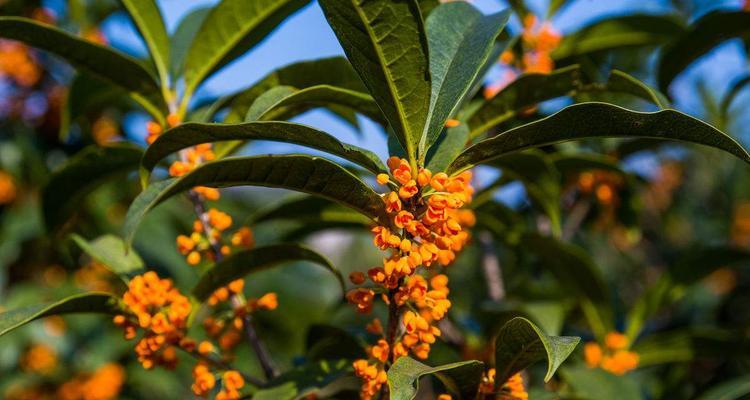 四季桂花（四季桂花的寓意和象征意义）