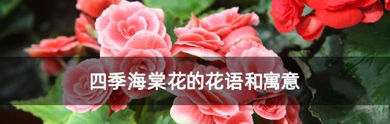 海棠花的花语与意义（探寻海棠花的美丽语言——以花语为窗口）