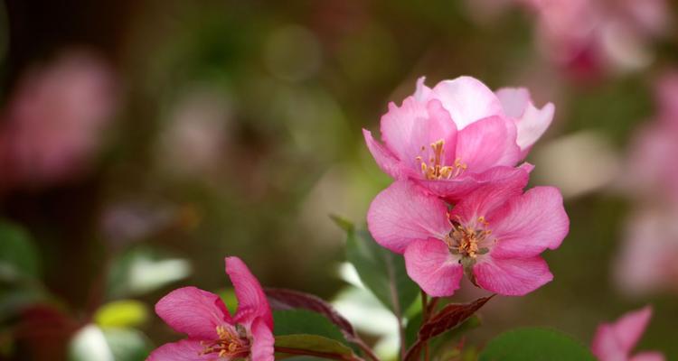 四季海棠花（四季海棠花的花语及其意义）