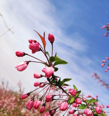 四季海棠花（四季海棠花的花语及其意义）