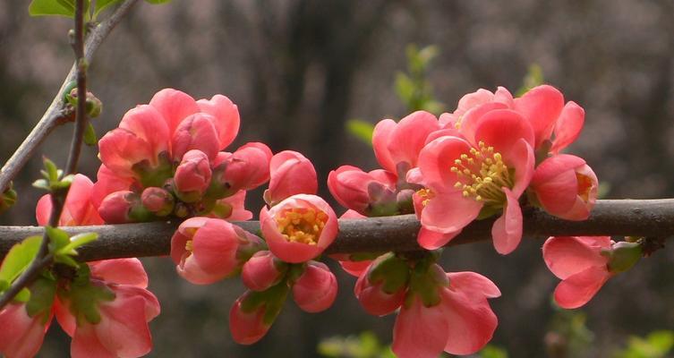 四季海棠花（四季海棠花的花语及其意义）