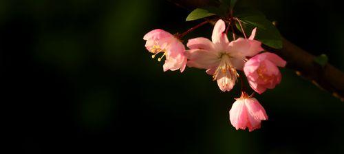 海棠花的象征意义——傲雪红颜（传递着生命与坚强——海棠花的象征意义）