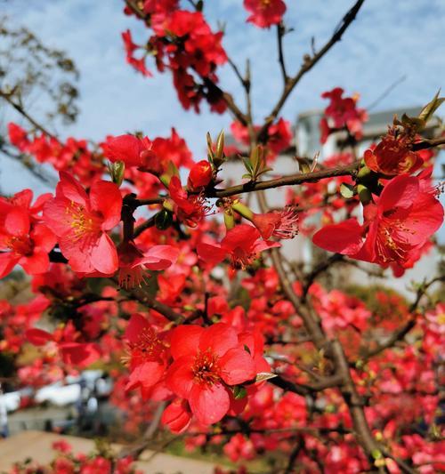 海棠花的花语与寓意（探寻海棠花的深邃内涵与文化传统）