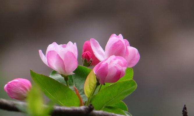 海棠花的花语与寓意（探寻海棠花的深邃内涵与文化传统）