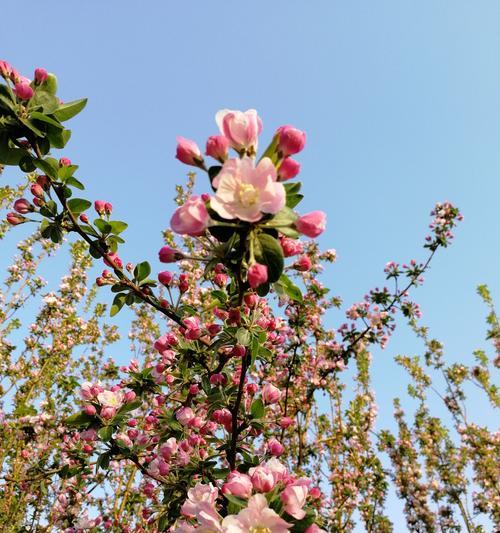 海棠花的花语与寓意（探寻海棠花的深邃内涵与文化传统）