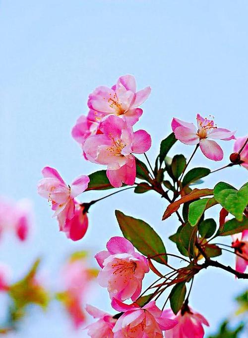 海棠花的花语与传说（追寻海棠花的历史传说和深刻花语）