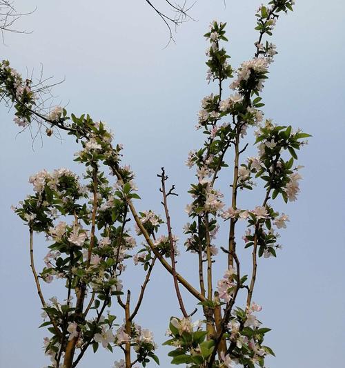 海棠花开，寄托岁月情怀（催人泪下的生命之花）