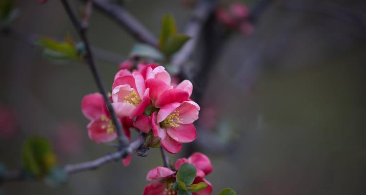 海棠花（探索海棠花的美丽传说和隐喻）