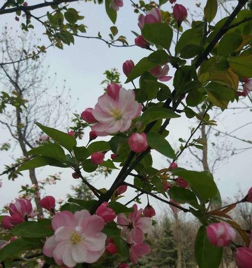 海棠花（传承百年的花朵）