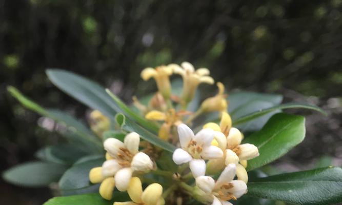 海桐花（探寻海桐花的花语）